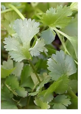 Coriander Seeds – 100 Pack - Non-GMO, Heirloom, Premium Quality for Fresh Flavor & Vibrant Herb Gardens