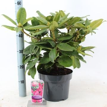 Fresh Plants - Rhododendron Różanecznik Germania en pot Ø23cm hauteur 40cm