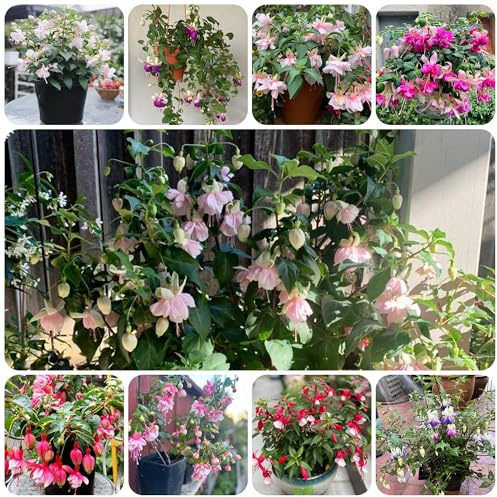 fuchsien, fuchsiensamen balkon, bodendecker winterhart mehrjährig kletterpflanzen bio blumenbeet 125pcs