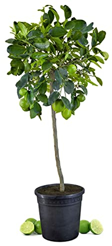 Meine Orangerie Limettenbaum Citrus Latifolia – persische Limette - fruchtreife, immergrüne Zitruspflanze mit essbaren Limetten – Mediterranes Flair für Garten, Terrasse oder Balkon (Topf Ø 26cm)