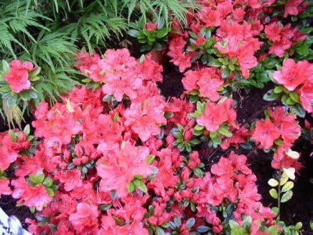 Japanische Azalee Rhododendron obtusum Geisha orange 30-40 cm breit im 4 Liter Pflanzcontainer