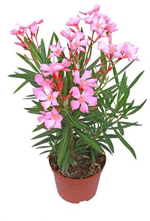 10 piezas semillas de adelfa - perennes resistentes, de jardín resistentes, en, balcón para el invierno trepadoras,