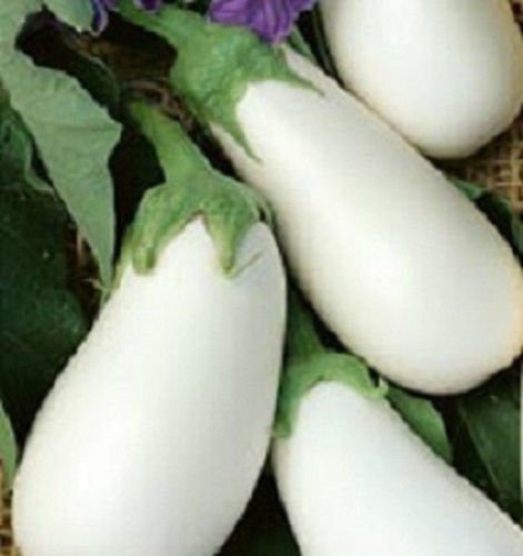50 Melanzana White Star seme semi ibridi di melanzane Melanzana