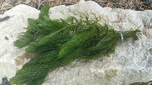Lincolnshire Pond Plants Ltd Ceratophyllum (Hornwort) Oxygenating Pond Plant - Native Oxygenator (10 Bunches)
