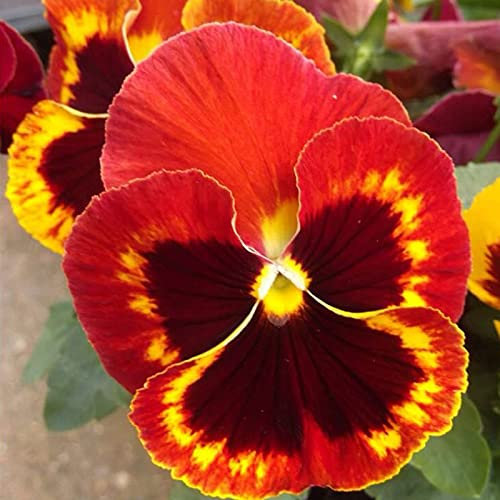 Welldales 50 UK Pastel Giant Viola Seeds Red Yellow Orange Mix Pansy to Plant Grow Flowers