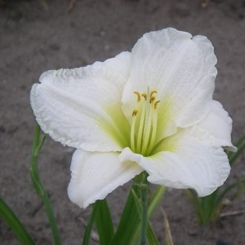6x Lis d’un jour 'Ice Carnival' – Hemerocallis 'Ice Carnival' – Godet 9x9cm | Grandes fleurs ivoire, floraison tardive