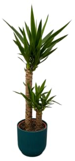 Trendyplants – Yucca – 100 cm – Ø 21 cm con elho Vibes Fold rotondo blu Ø 22 cm x 20 cm