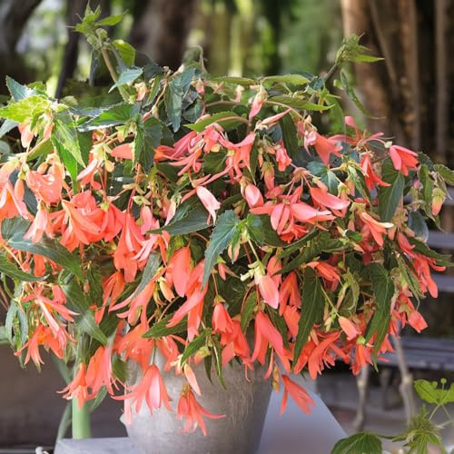 Bulbes de BÉGONIA | Bulbes des meilleurs producteurs néerlandais | Sélection exclusive et contrôle qualité | Floraison garantie (1 Bulbe de Bégonia Boliviensis Copper Blossoms)