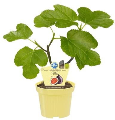 Modipitre Fico Carica Pianta da Frutto Bio su Vaso 12 cm