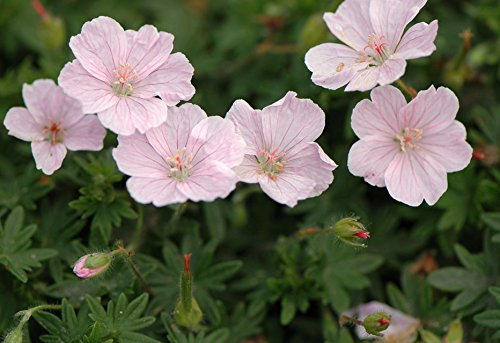 Stauden Gänge 3 x Geranium sanguineum 'Apfelblüte' (Winterhart/Stauden/Staude/Mehrjährig/Bodendecker) Rosa Blut Storchschnabel/Storchenschnabel - Ein Blütentraum in pastellfarbenem Charme