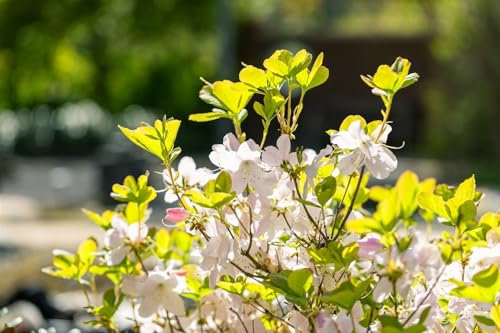 Rhododendron schlippenbachii 50–60 cm – Winterhart, Mehrjährig, Pflegeleicht – Azalee – Zierstrauch für Garten & Beet
