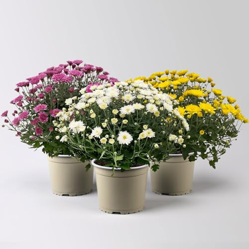 Chrysanthemen, gelb-lila-weiß, Topf-Ø 19 cm, 3 Pflanzen