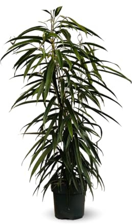 Attitude Jardin - Ficus Alii - maclellandii - 100-110 cm - ⌀ 19 cm - plante d'extérieur