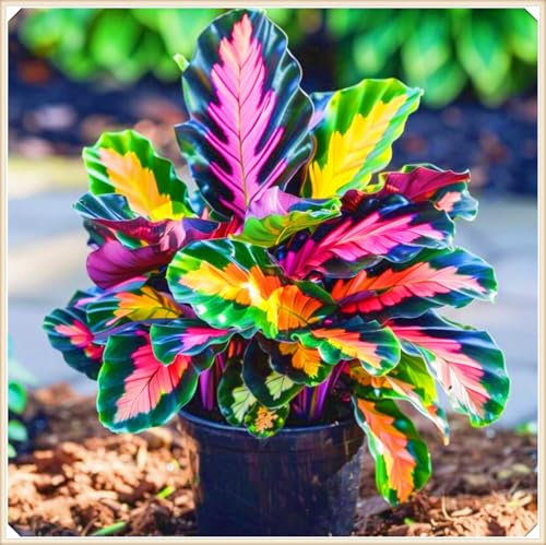 Hostas Plants hosta Bulbs for Planting UK Garden Flowers Wedding Flowers-6Bulbs-d