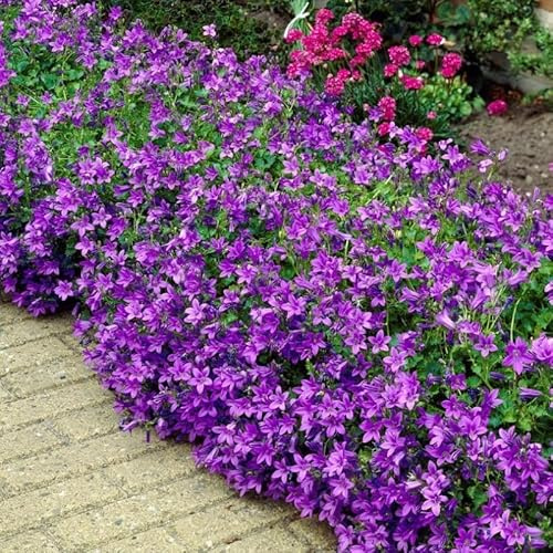 50 x Campanula portenschlagiana - Polster-Glockenblume in 9x9cm Topf