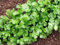 Graines de coriandre - Coriandrum sativum - 300 graines