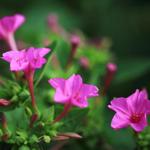 Semillas de resistentes semillas de para jardín bonsáis, balcón - raras - exóticas silvestres perennes 100pcs