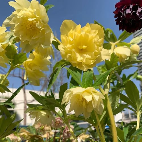 christrosen kaufen - bodendecker winterhart, steingarten balkon mehrjährig, stauden 120samen