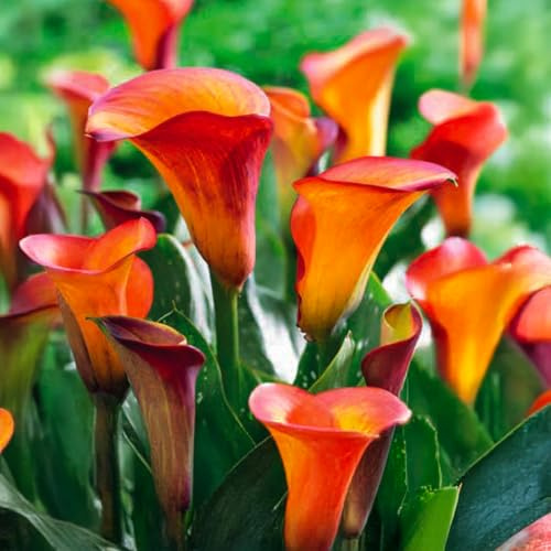 Bulbi di ZANTEDESCHIA (CALLA) | Bulbi provenienti dai migliori produttori Olandesi | Esclusiva selezione e controllo qualità | Fioritura garantita. (1 Zantedeschia calla CAPTAIN TRINITY)