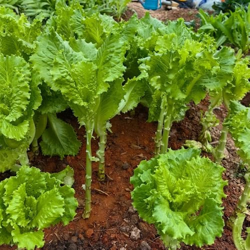 Semi di lattuga, Lactuca sativa - rara decorazione giardino per esterni vecchie varietà orticole balcone antiche 100pcs