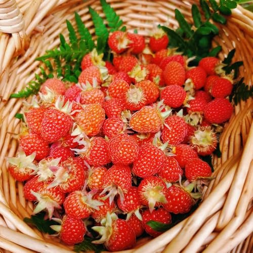 semillas de fresa silvestre orgánicas, para lugares soleados comprar fresas silvestres de zapote, resistentes raras 300pcs
