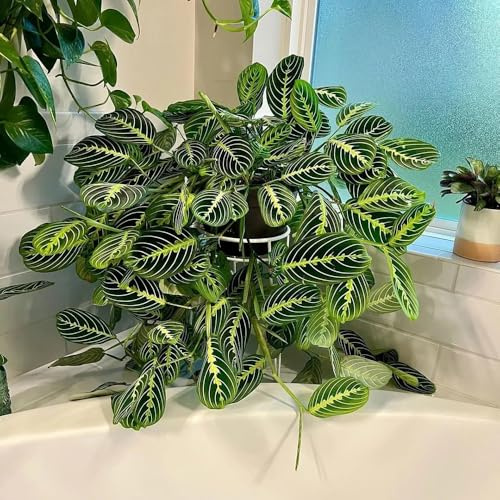 pfeilwurz calathea, winterfeste garten topfpflanzen winterharte kübelpflanzen, seltene stauden winterhart mehrjährig 125samen