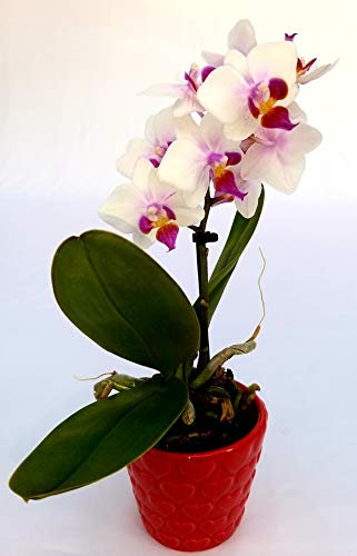 POWERS TO FLOWERS - ORCHIDEA PHALAENOPSIS BONSAI ROSATA, IN VASO CERAMICA SIGNORINA, Pianta Vera