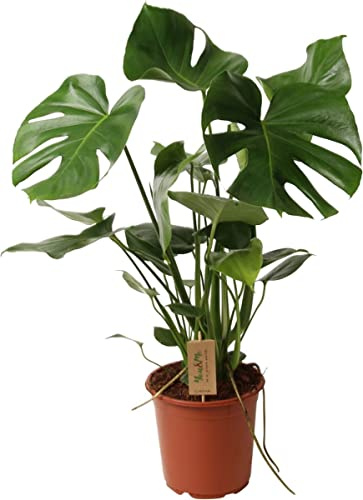 Cerimán Planta Natural Monstera Planta para la Casa