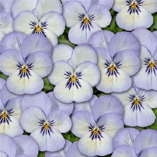 Helza Stiefmütterchen Twix Blue Picotee, Blauer Picotee, Holländische Veilchen, 200 stück, Blumensamen für Garten und Balkon, Pflanzensamen, Saatgut von Kulturpflanzen