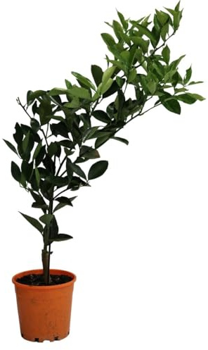 Árbol de Naranjo Real Un Toque Mediterráneo en tu Espacio Verde