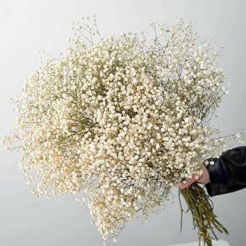 ZEYRU gypsophile Flores secas Reales Flores secas preservadas Ramos de Flores para el Aliento del bebé Regalo para la decoración del Banquete de Boda Mariage-Blanco Roto 1,40-50cm (30g)