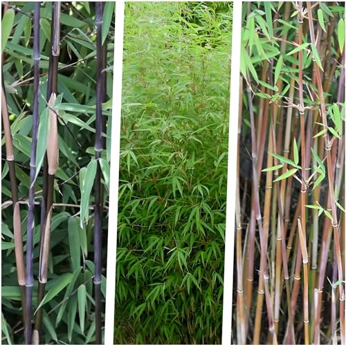 Stauden Gänge 3 x Fargesia Kollektion im C2 Topf (Bambus/Winterhart/Ziergras/Mehrjährig/Immergrün) Exotisches Flair für lebendige Gärten - absoluter Blickfang - macht keine Wurzelausläufer