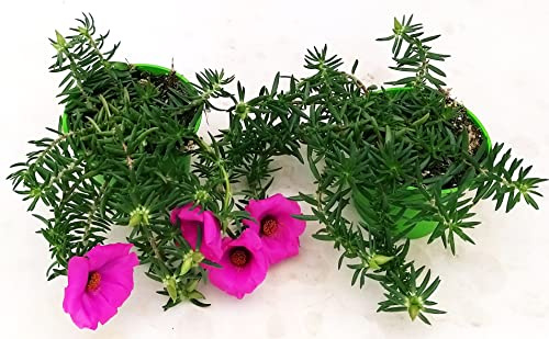 POWERS TO FLOWERS - PORTULACA GRANDIFLORA FUCSIA, 2 PIANTE, VARIETA' A FIORE GRANDE, piante vere