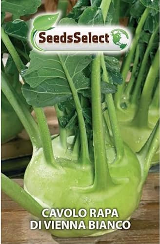 SEMI SEMENTI DI CAVOLO RAPA DI VIENNA BIANCO IN BUSTINA