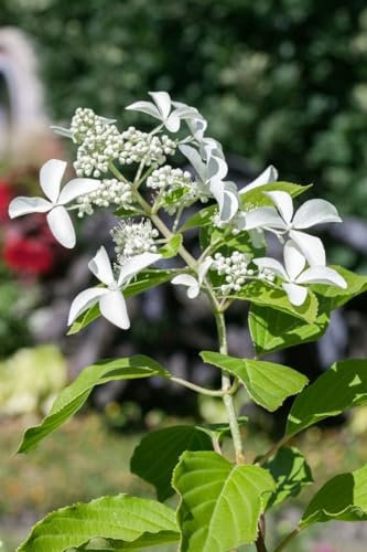 Hydrangea paniculata 'Great Star' 100-125 cm - Rispenhortensie, weiße Blüten, Blütezeit Juli-September, ideal für Rabatten, pflegeleicht und winterhart
