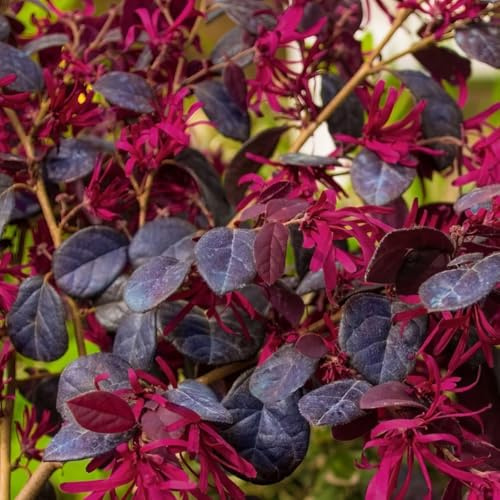Red Chocolate Loropetalum (3 Gallon) – Evergreen Shrub with Rich Burgundy Foliage & Red Fringe Flowers – Low Maintenance Landscape Plant – Live Plant, Zones 6–9 (3 Gallon (Single Plant))