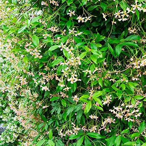 GardenersDream Trachelospermum Pink Showers - Rosa Sternjasmin Pflanze - Kletterpflanzen Winterhart Immergrün - Balkon Pflanzen Seltenheit