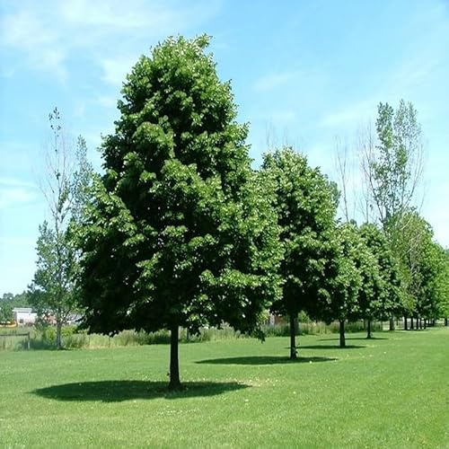 AMDGarden Pianta di Tiglio Tilia Cordata Fiore Profumato Albero Foglia Caduca per Esterni h 100 cm in Vaso 18 cm