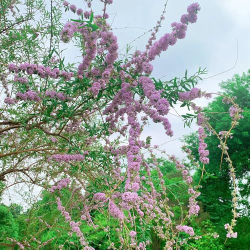 Schmetterlingsflieder, Buddleja davidii, seltene geschenke für gartenliebhaber blumendeko balkongewächshäuser blühende sträucher winterhart balkonpflanzen 450Samen