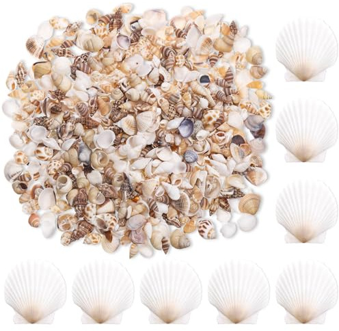 Zourglow 1000 Piezas Conchas Marinas Mixtas, 10 Tipos de Conchas Naturales Pequeño y 8 Piezas Conchas de Vieira, Conchas de Mar Decoracion para Fiestas Temáticas Playa, DIY Manualidades, Bodas