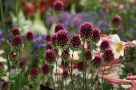 30 semi Allium Semi sphaerocephalon, Drumstick Allium Seeds