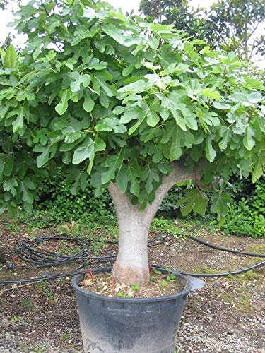 Fico comune Ficus carica pianta in vaso ø18 cm h. 100/120 cm Vivaio di Castelletto