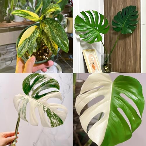 50 piezas Semillas de Monstera - Monstera Variegata - Plantas resistentes para jardín. Semillas de plantas monstera Plantas de balcón, semillas de variedades antiguas. Semillas de