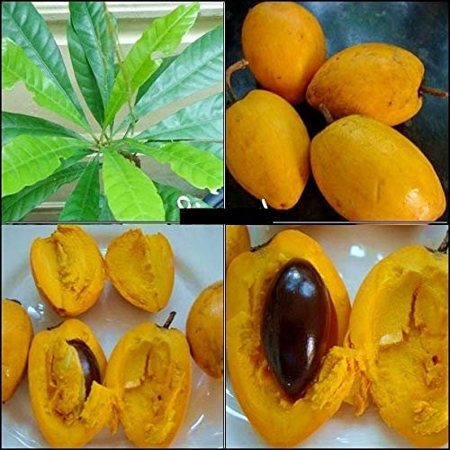 Portal Cool 3 Semi di melanzane Canistel Pouteria Campechiana TRE Semi più pregiati Fruitd324