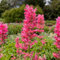 Semillas de flores de agastache rosa 100 piezas