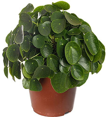 Money Plant Large Indoor House Plant Real Evergreen Tall Exotic Big Rare Plants (30-40cm (Incl. Pot))