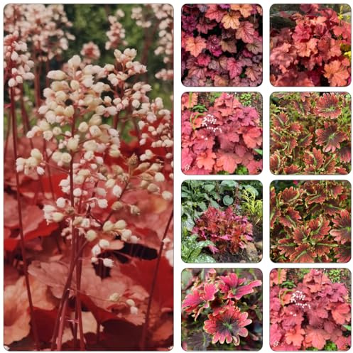 Purpurglöckchen - Heuchera bonsai topf balkonpflanzen frühling extrem winterharte kübelpflanzen hochbeete für garten blumendeko dekopflanzen wildkräuter kräutersamen pflanztöpfe 10samen