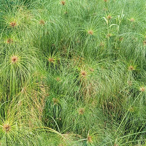 Cyperus papyrus - hochbeet balkon bonzai grünpflanzen zimmerpflanze pflanzendeko balkonpflanzen winterhart dekopflanzen hochbeett pflanzensamen büropflanzen pflanzenkübel winterharte 125samen