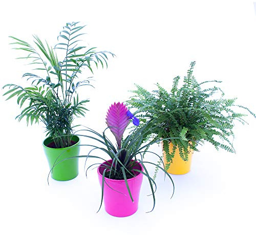 POWERS TO FLOWERS - TRIS PIANTE PURIFICA ARIA: CHAMAEDOREA, TILLANDSIA CYANEA, FELCE BOSTON IN VASI CERAMICA, 3 Piante Depura Aria, Piante VERE