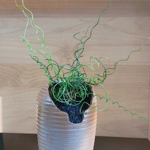 Semillas de Albuca Spiralis,colgantes,perennes resistentes para jardín.Decoración con hiedra,cultivo de semillas.50pcs